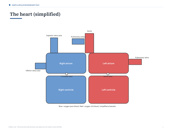 Preview of Printable Labelled Heart Diagram